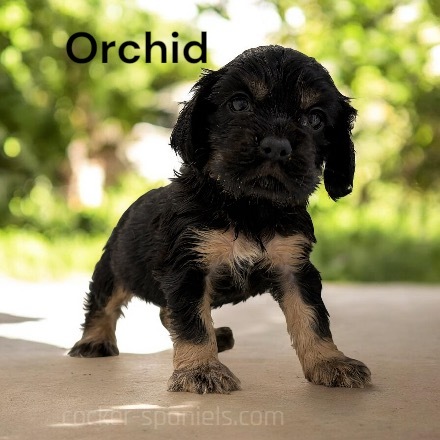 puppy, for, sale, Cocker Spaniel, Joe & Cherri  Overlease, dog, breeder, Miller, MO, dog-breeder, puppy-for-sale, forsale, nearby, find, puppyfind, locator, puppylocator, aca